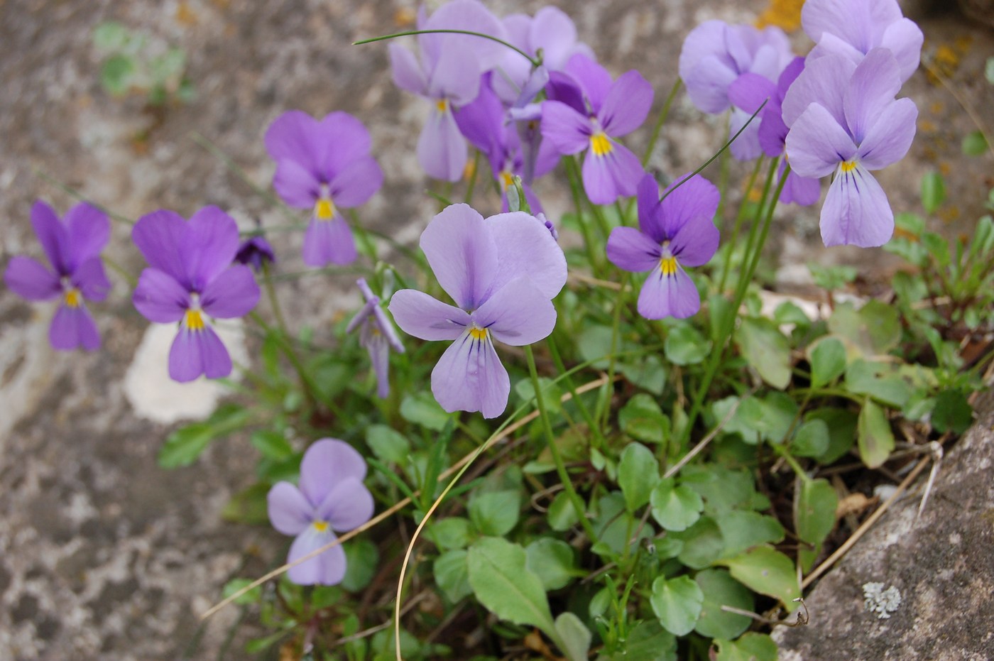 Viola eugeniae / Viola di Eugenia
