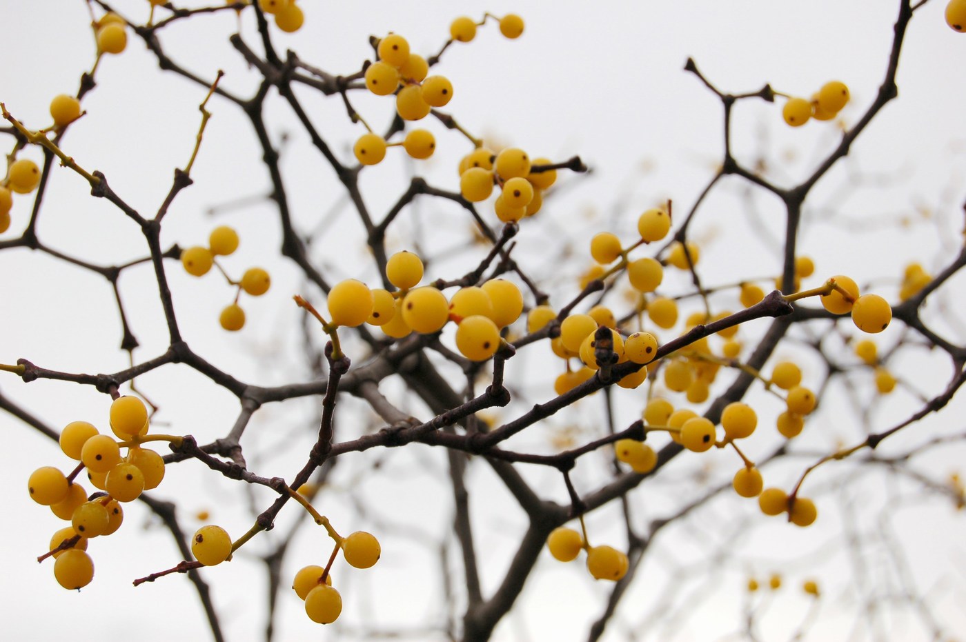 Vischio quercino / Loranthus europaeus