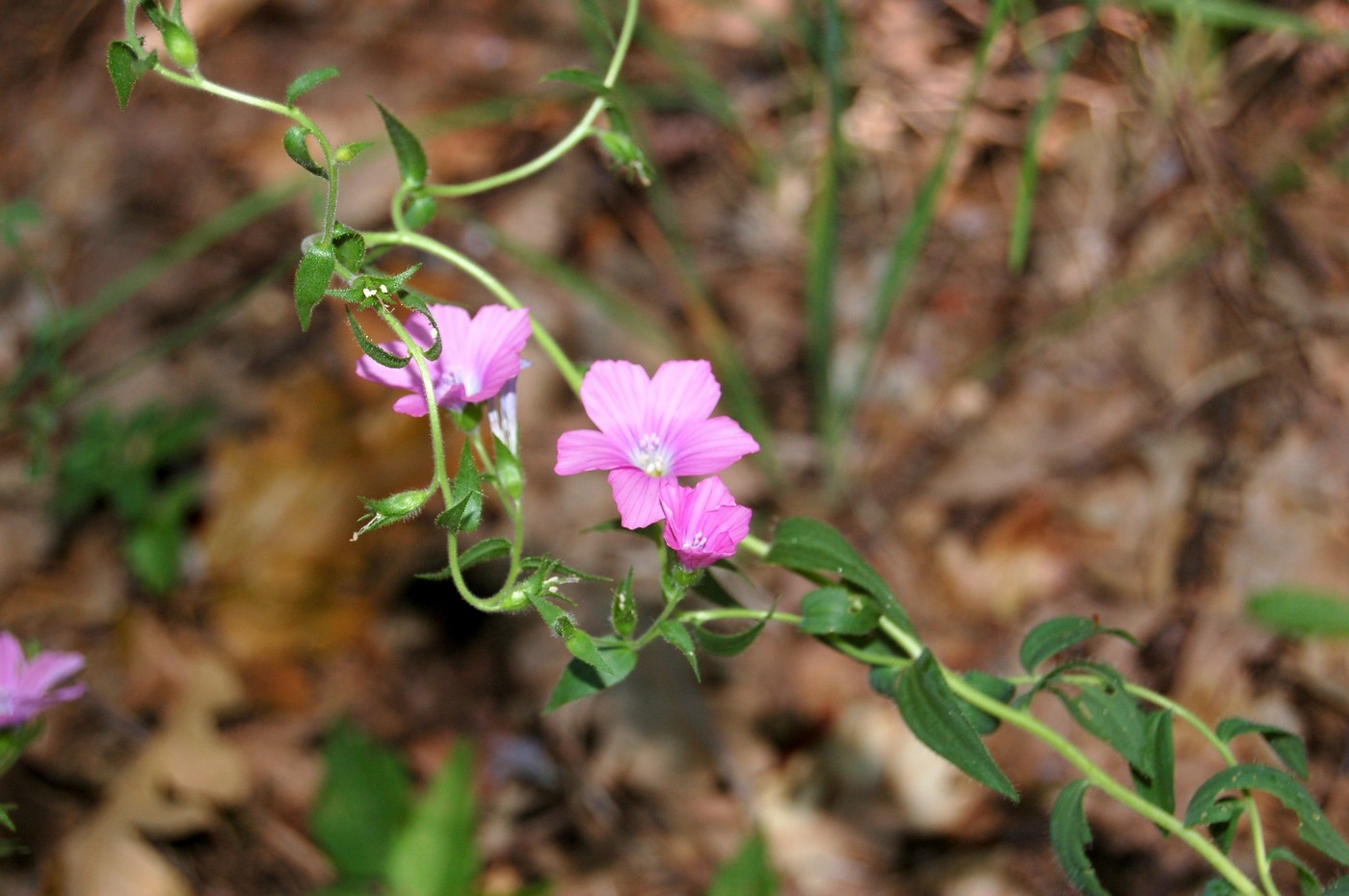 Linum a confronto