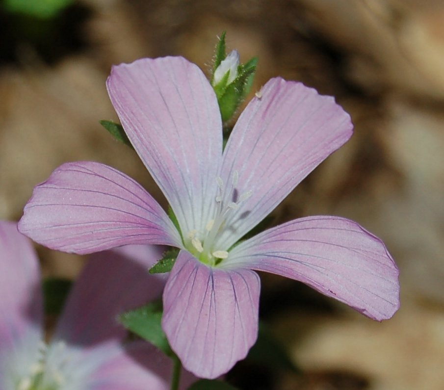 Linum a confronto