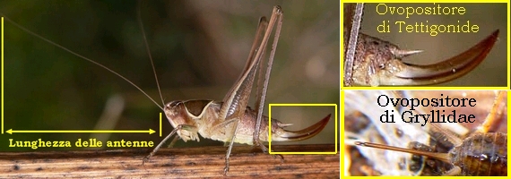 Grilli, Locuste e Cavallette: ORTHOPTERA Guida alle Famiglie