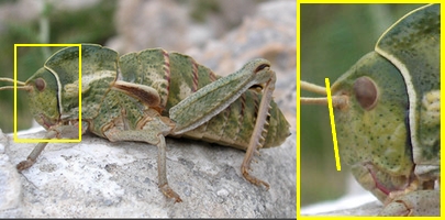 Grilli, Locuste e Cavallette: ORTHOPTERA Guida alle Famiglie