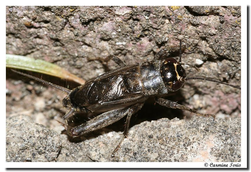 Eumodicogryllus bordigalensis (Orthoptera, Gryllidae)