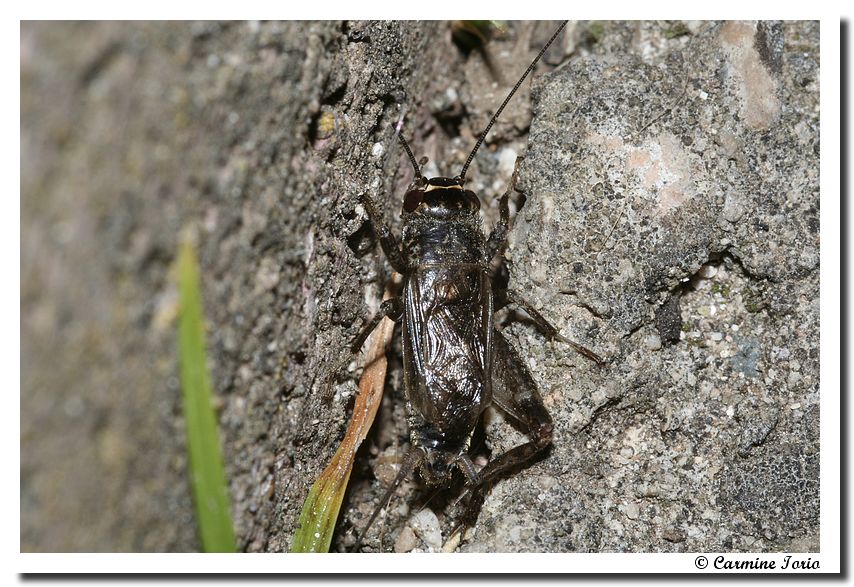 Eumodicogryllus bordigalensis (Orthoptera, Gryllidae)