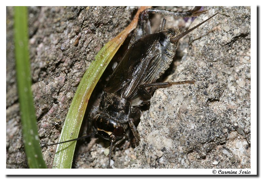 Eumodicogryllus bordigalensis (Orthoptera, Gryllidae)