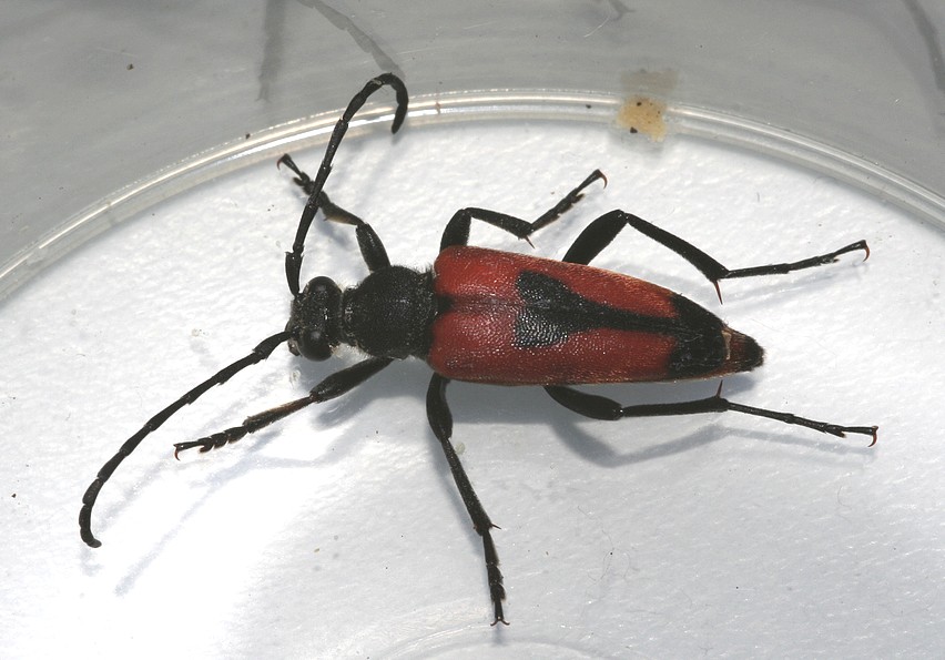 Stictoleptura cordigera a Bologna (Cerambycidae)