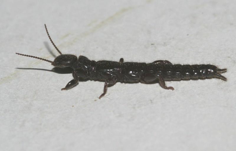 Embioptera Embiidae?