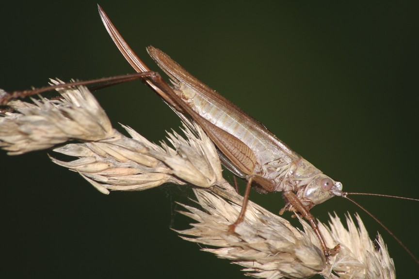 Ensifero - Conocephalus discolor