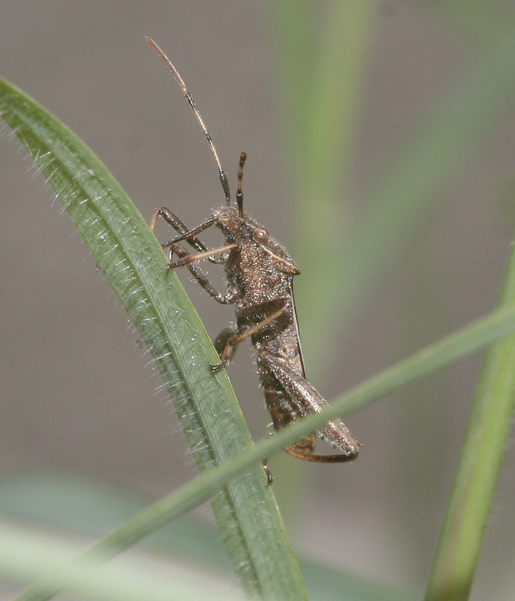 Camptopus lateralis