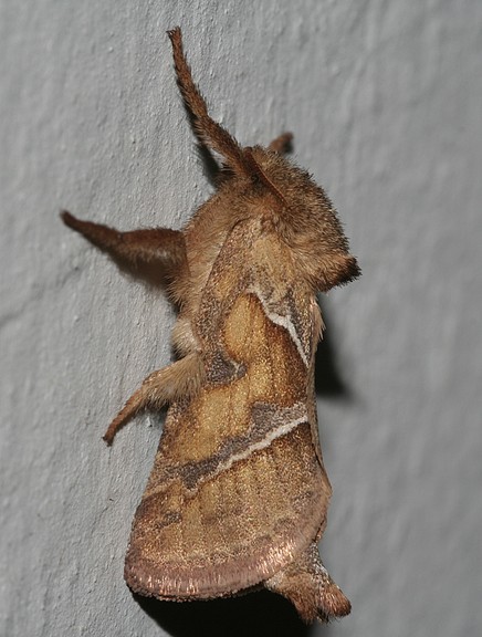 Triodia sylvina