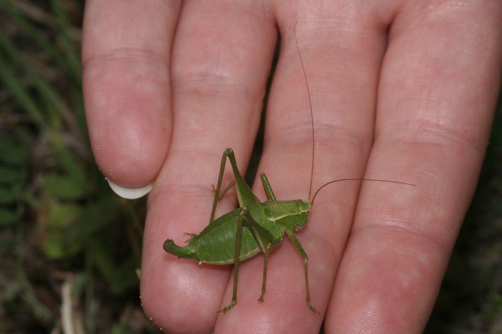 Chi la dura la vince: Metaplastes pulchripennis