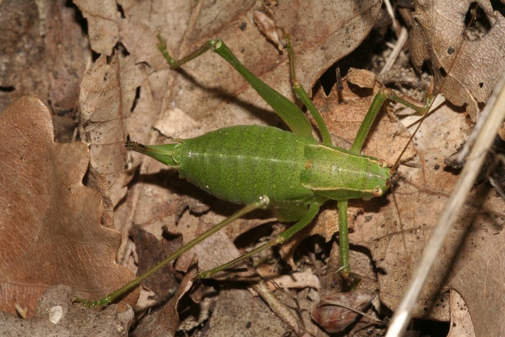 Chi la dura la vince: Metaplastes pulchripennis