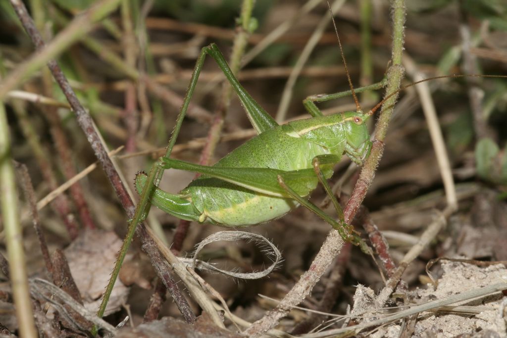 Chi la dura la vince: Metaplastes pulchripennis