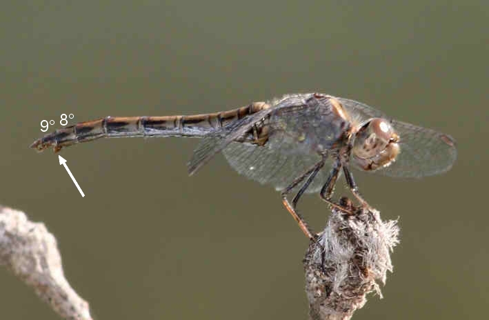 Libellule di campo