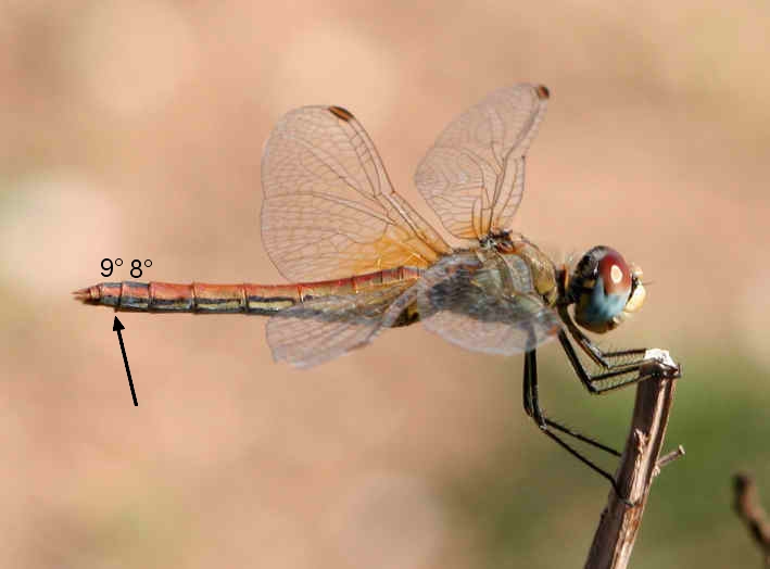 Libellule di campo