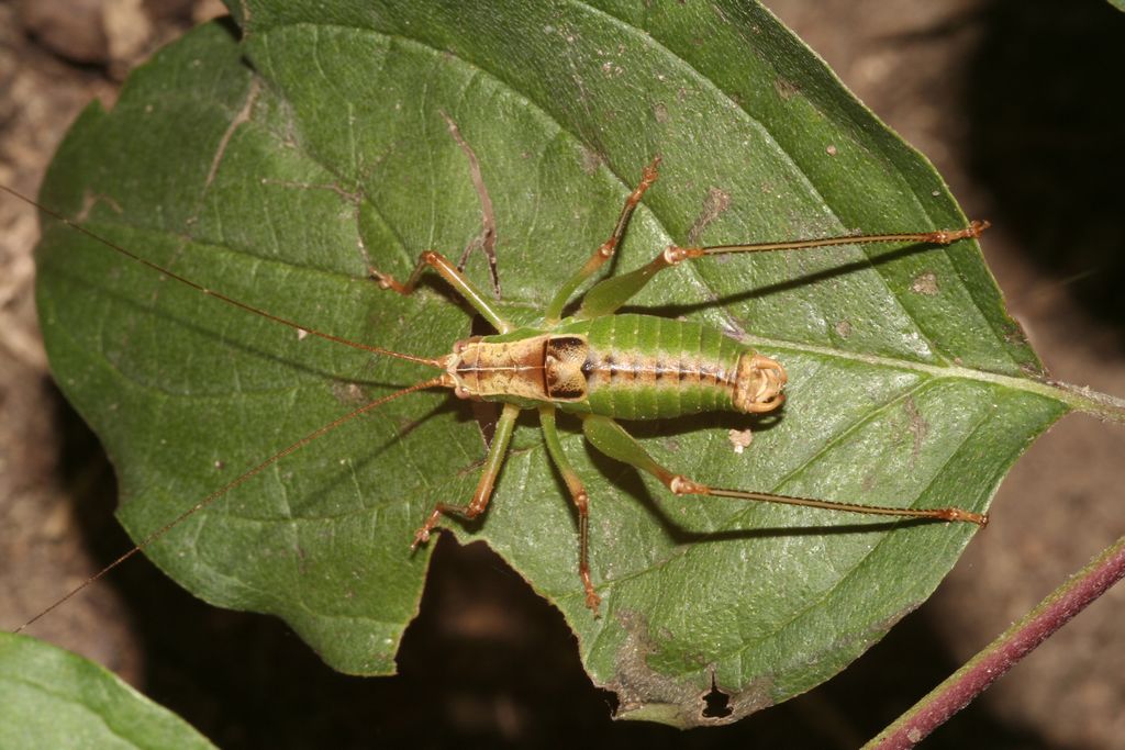 Chi la dura la vince: Metaplastes pulchripennis