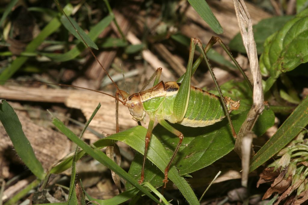 Chi la dura la vince: Metaplastes pulchripennis