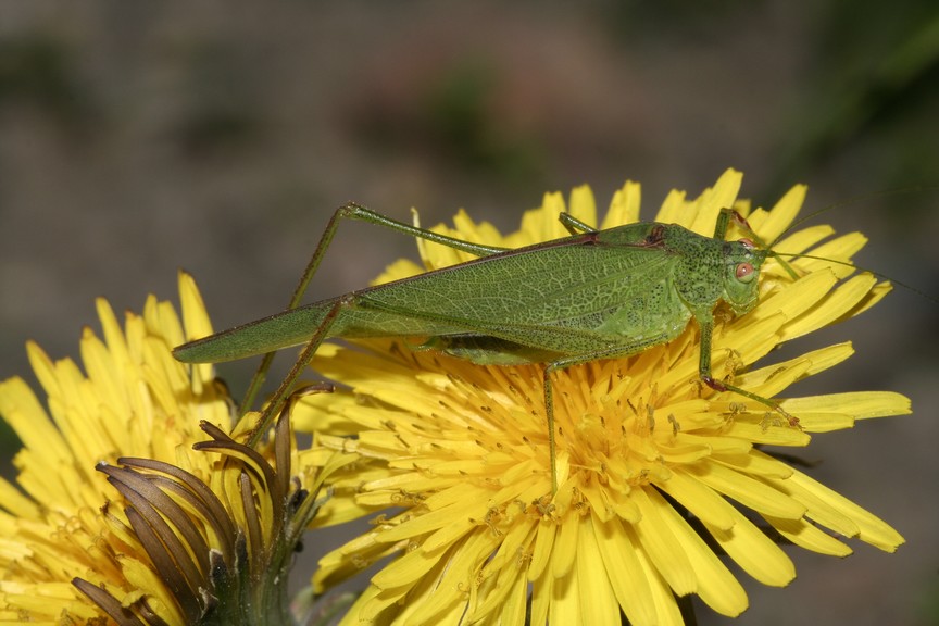 Phaneroptera nana