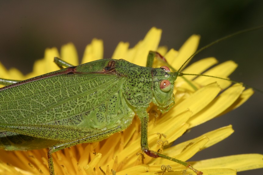 Phaneroptera nana