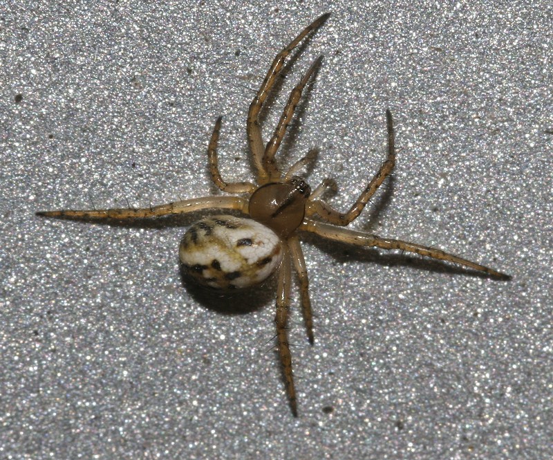 Mangora acalypha