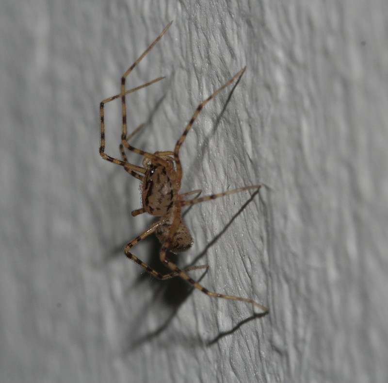 Un ragno casalingo dalla livrea tigrata: Scytodes thoracica