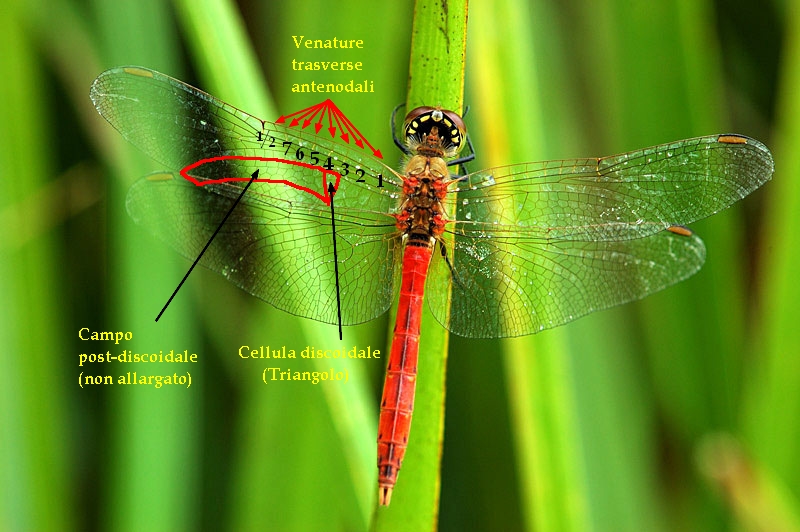 Sympetrum striolatum (Odonata, Libellulidae)