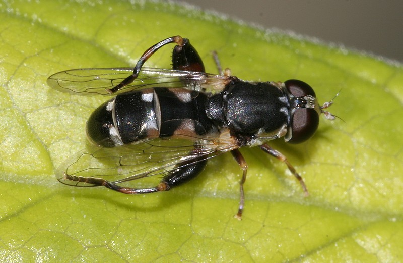 Syrphidae dai femori ingrossati: Syritta pipiens