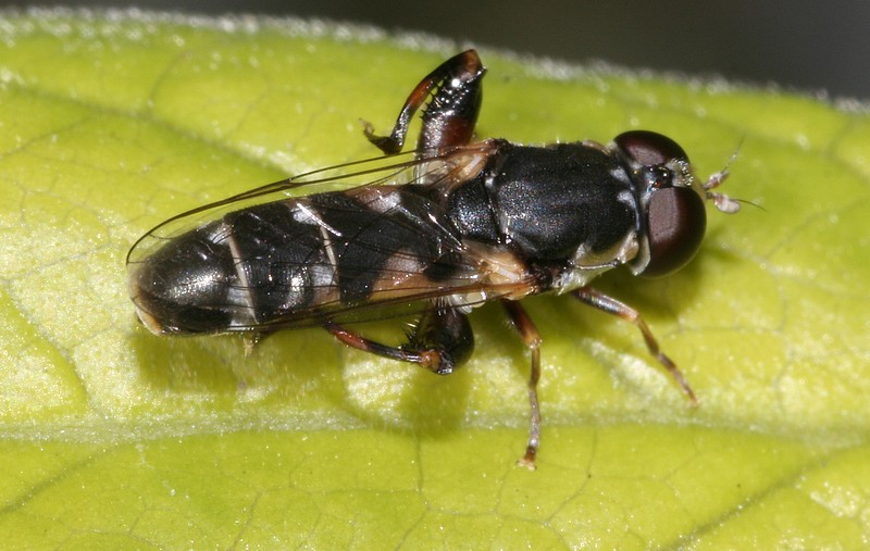 Syrphidae dai femori ingrossati: Syritta pipiens