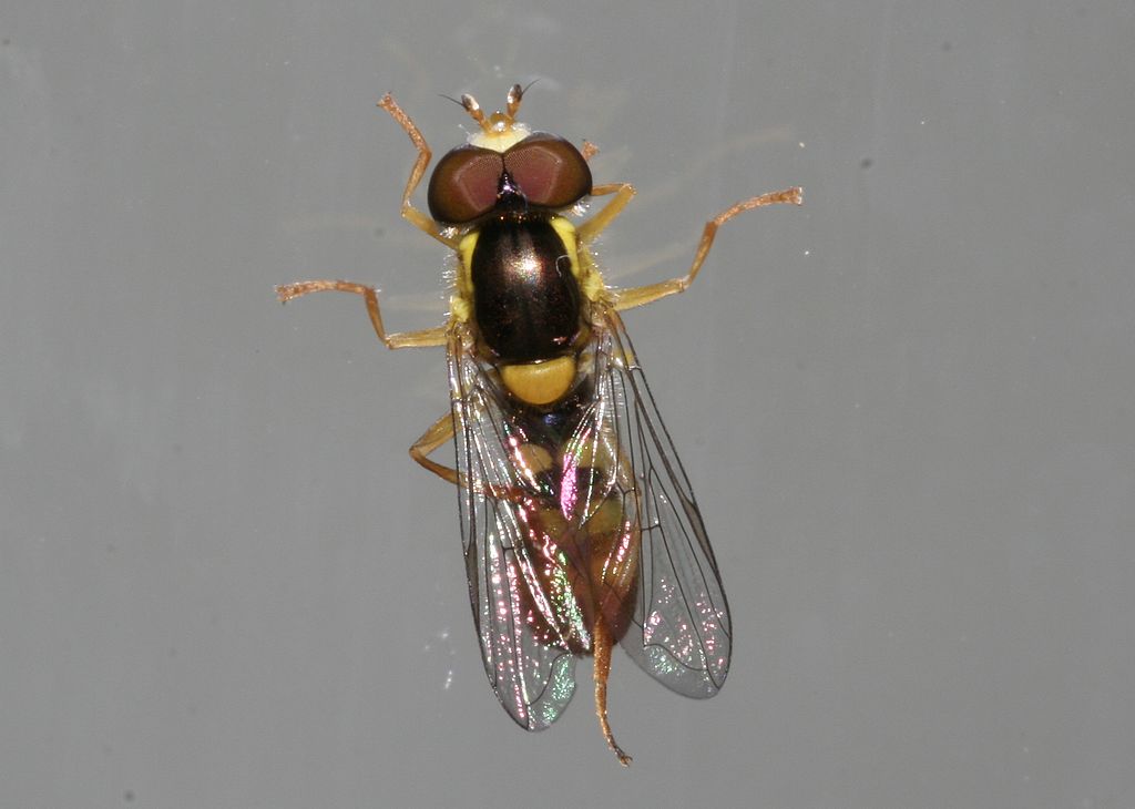 Sphaerophoria cfr. scripta (Diptera, Syrphidae)