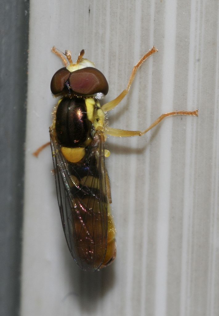 Sphaerophoria cfr. scripta (Diptera, Syrphidae)