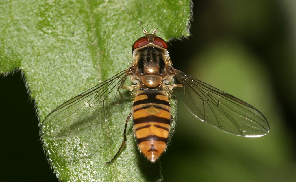 Episyrphus balteatus (Diptera, Syrphidae)