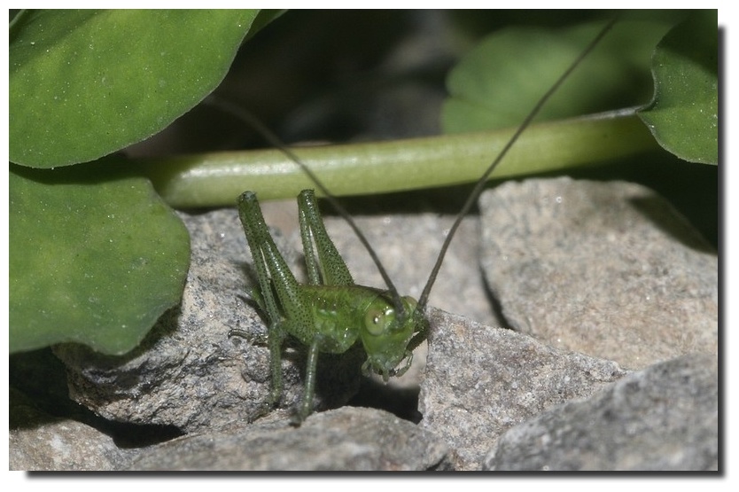 Neanidi di Tettigonia viridissima