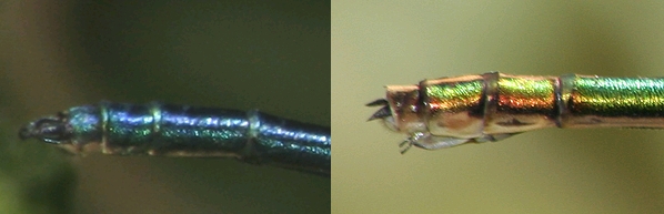 Calopteryx splendens f. faivrei (forma androcroma)