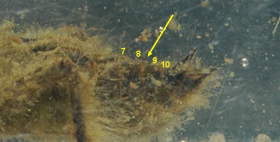 Larva di anisottero: Libellulidae