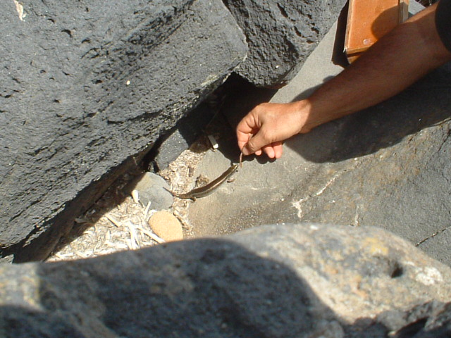 Gongilo Chalcides ocellatus