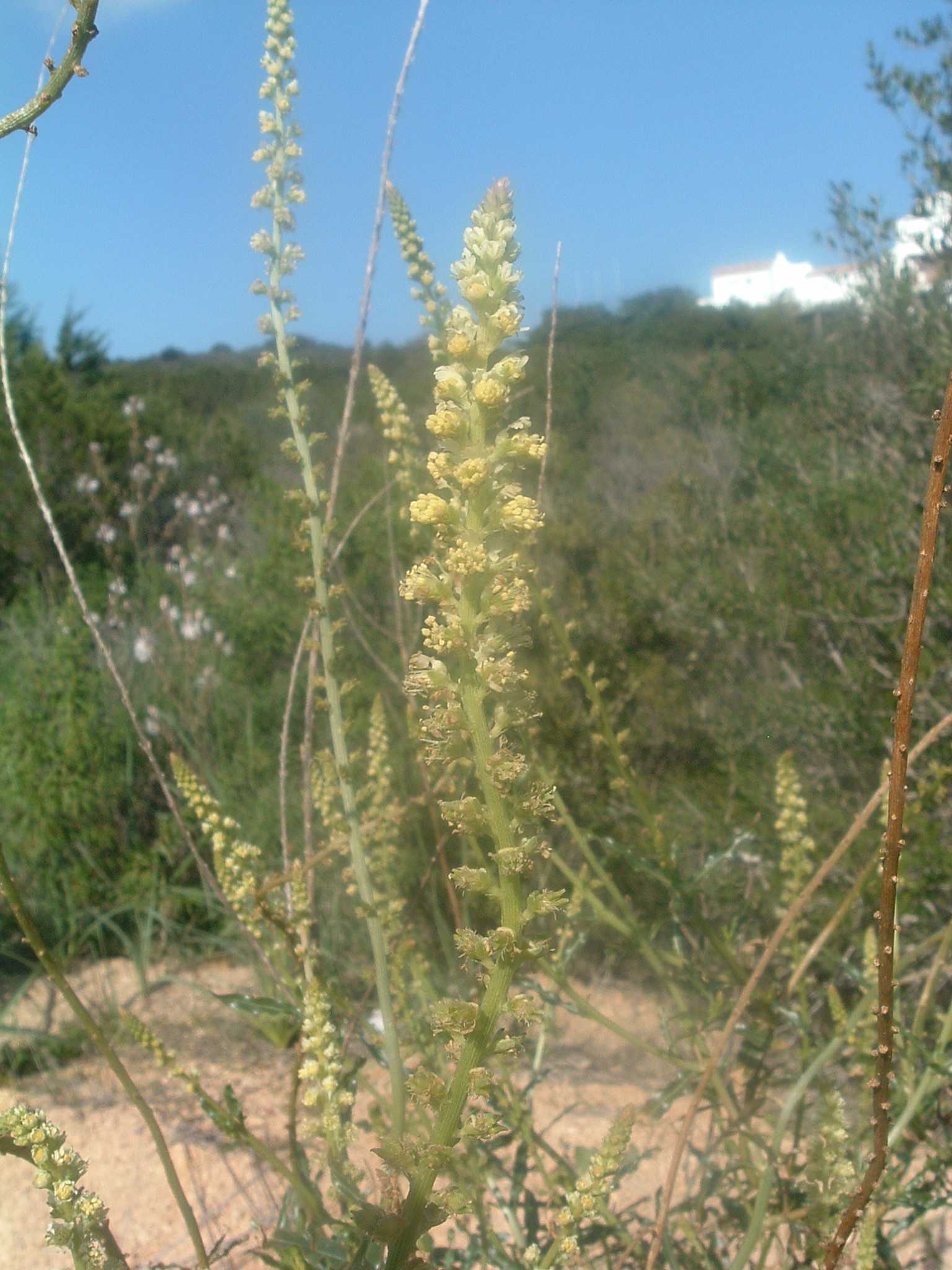Reseda luteola