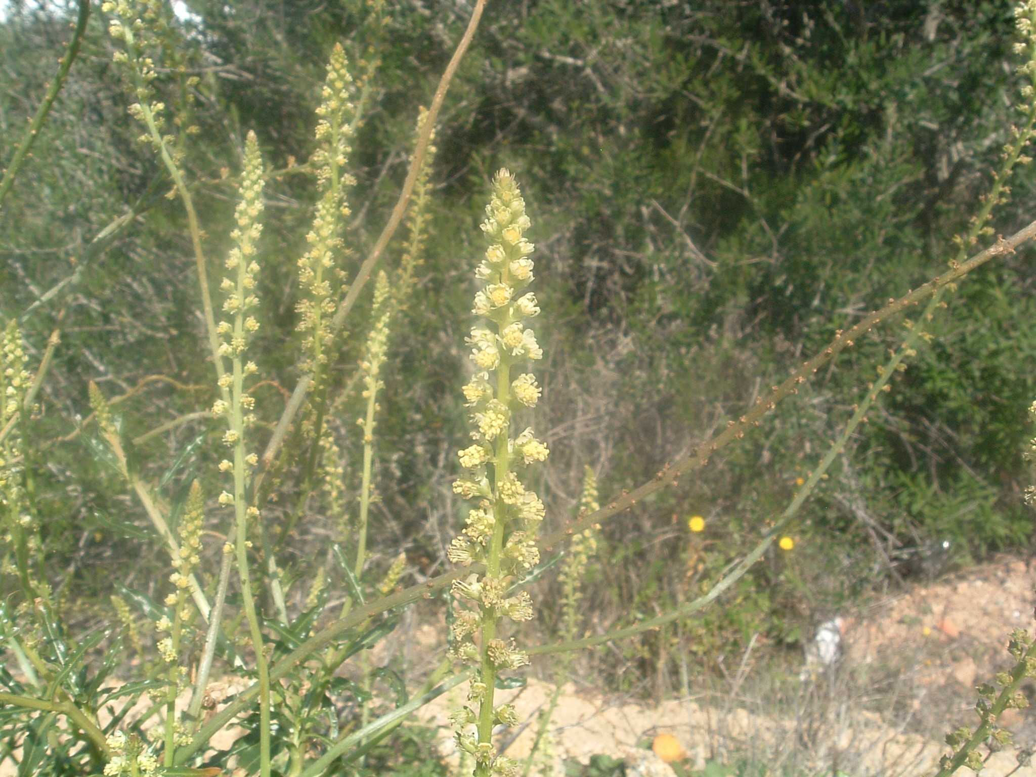 Reseda luteola