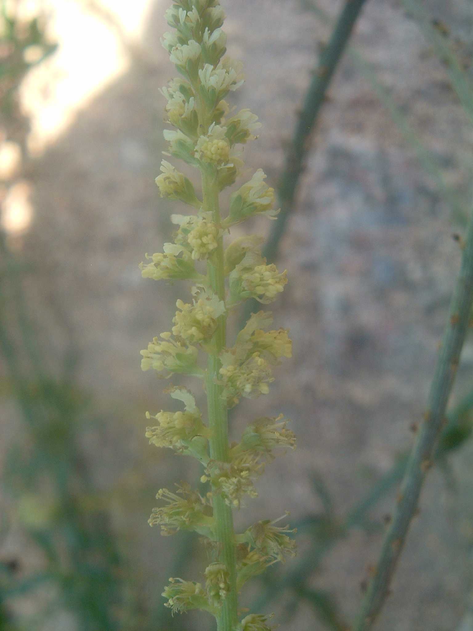 Reseda luteola