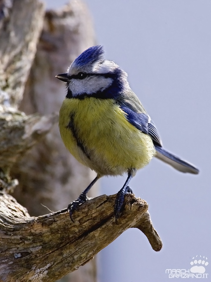 Cinciarella / Cyanistes caeruleus