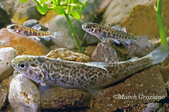 Trota marmorata-Salmo trutta marmoratus