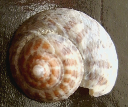 Gibbula albida