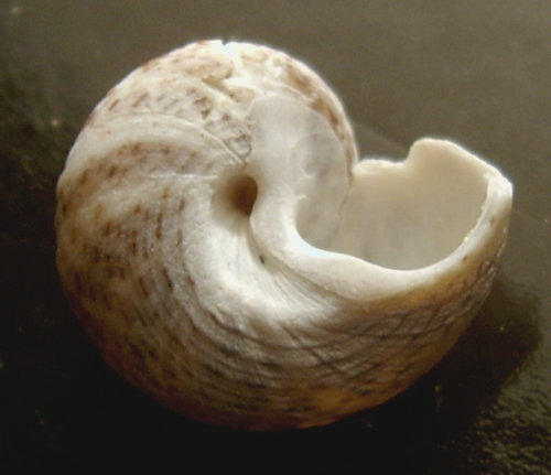 Gibbula albida