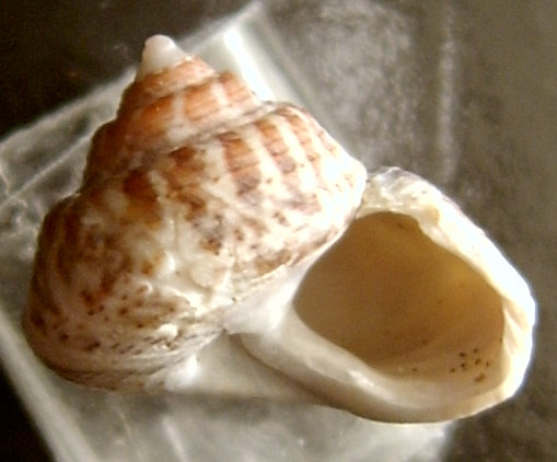 Gibbula albida