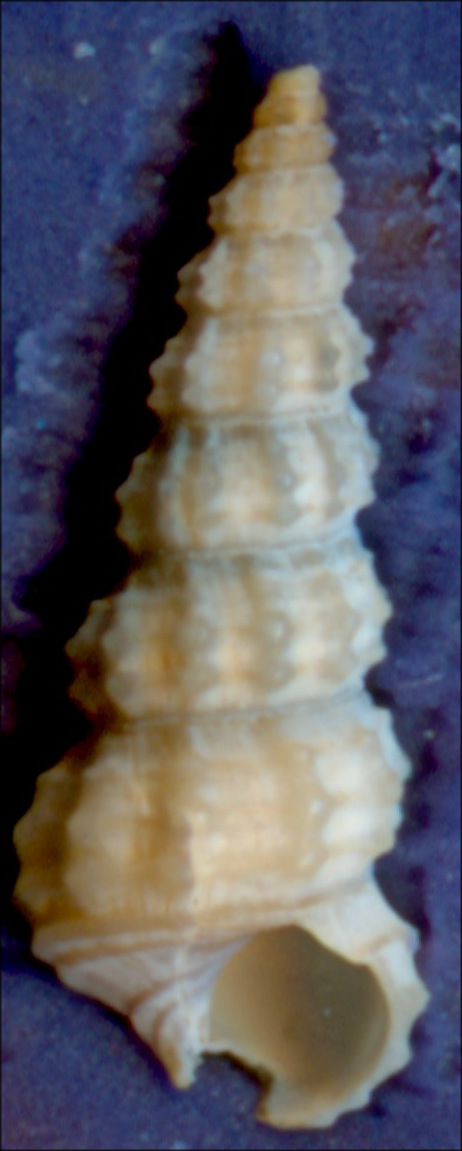 Bittium scabrum