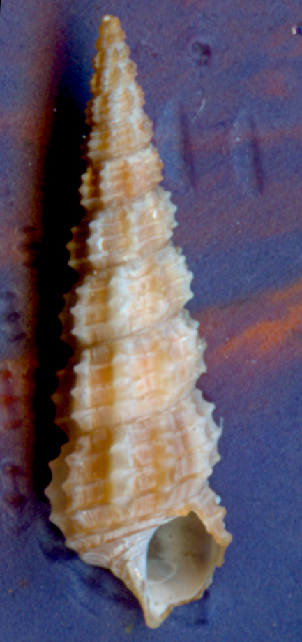Bittium scabrum