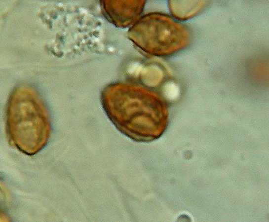 Differenza sporale tra Galerina marginata e sideroides