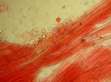 Galerina da determinare n�5