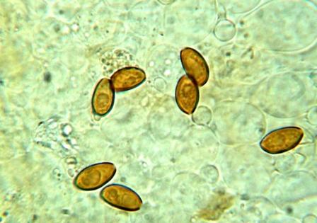 Galerina da determinare n�5