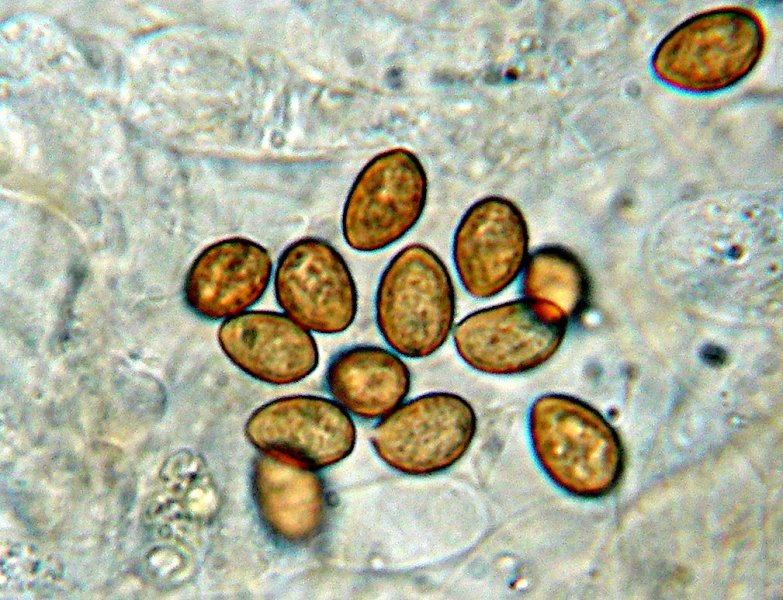 Galerina da determinare n�3