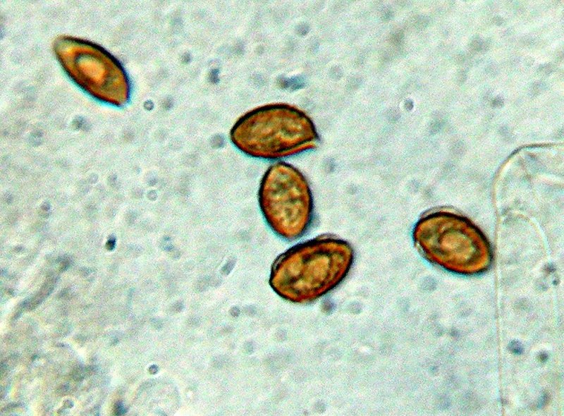 Galerina da determinare n�1.